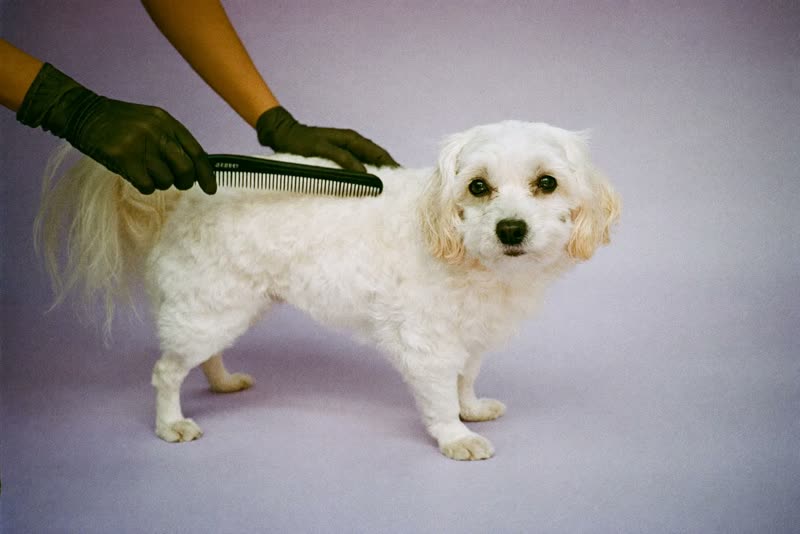 A small dog being handled and combed during a groom