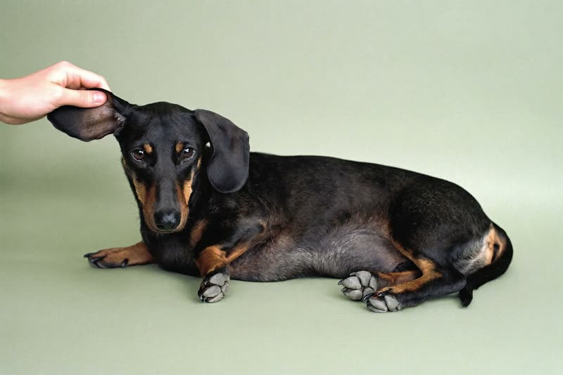 A relaxed dachshund having its ears checked