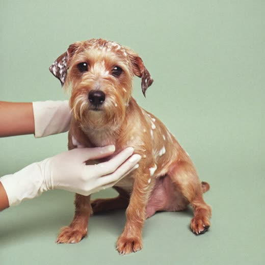 A small dog being shampooed and bathed