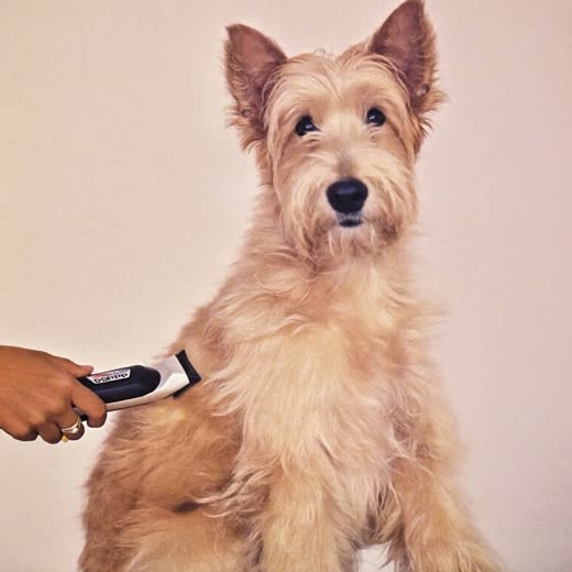 A fluffy dog having its coat clipped