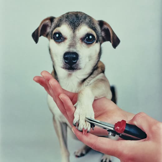 A dog's paw having its nails clipped